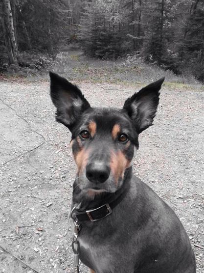 Albany Veterinary Clinic | 16759 127 St NW, Edmonton, AB T6V 0T1, Canada | Phone: (780) 406-3340