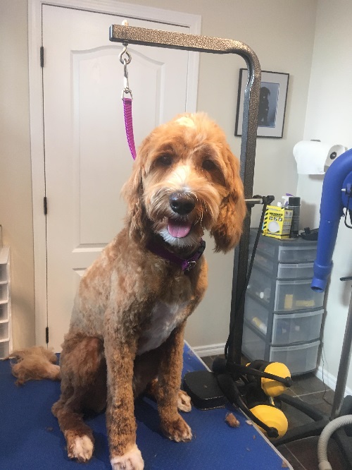 Shampooches Grooming Spa | 730 Ormsby Rd NW, Edmonton, AB T5T 6E4, Canada | Phone: (780) 428-7799