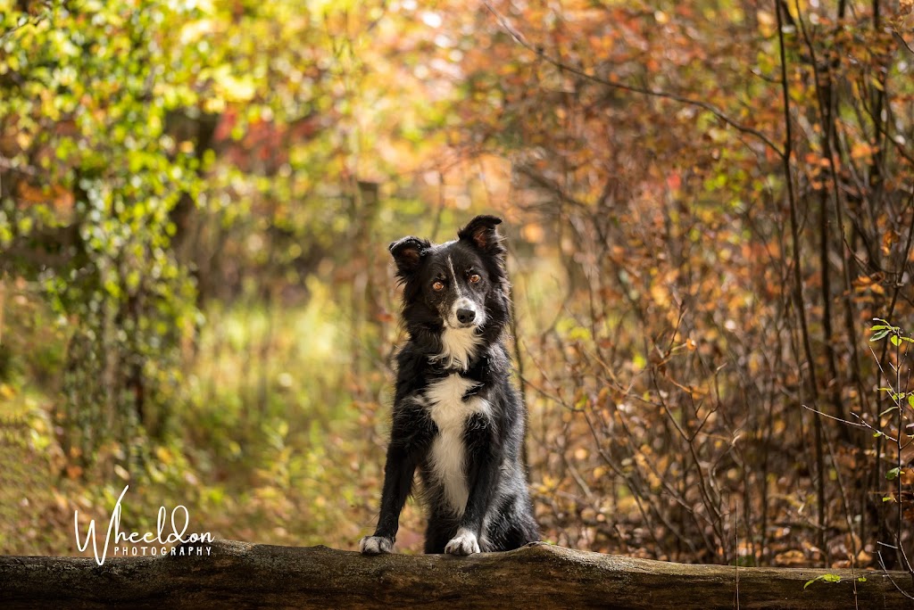 Wheeldon Photography | 380 Townline Rd E, Cayuga, ON N0A 1E0, Canada | Phone: (289) 408-8292