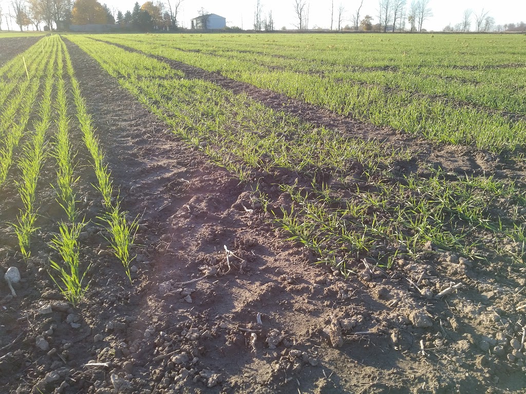 C & M Seeds | 6180 5th Line, Palmerston, ON N0G 2P0, Canada | Phone: (519) 343-2126