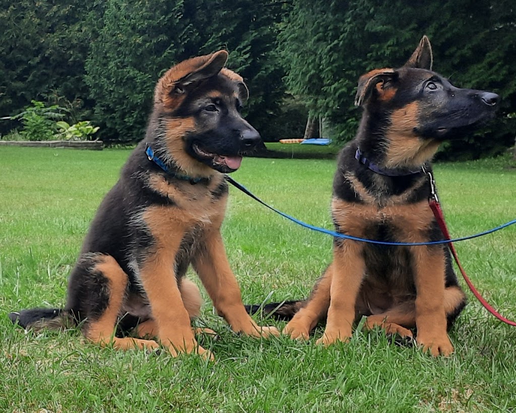 Dei Precision German Shepherds | 1233 Kilbride St, Burlington, ON L7P 0H2, Canada | Phone: (416) 887-7778