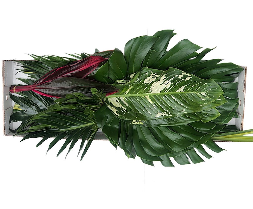 Spectrum Tropicals Inc | 325605 Norwich Rd, Norwich, ON N0J 1P0, Canada | Phone: (519) 732-8323