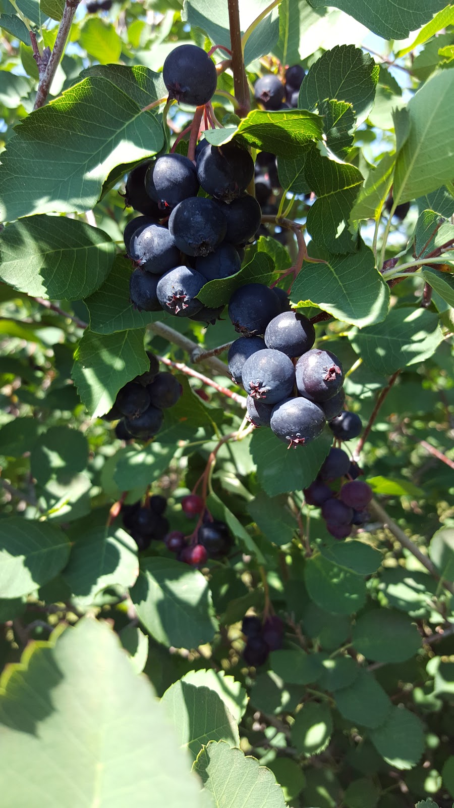Solstice Berry Farm | 29250 Range Rd 34, Crossfield, AB T0M 0S0, Canada | Phone: (403) 946-4759