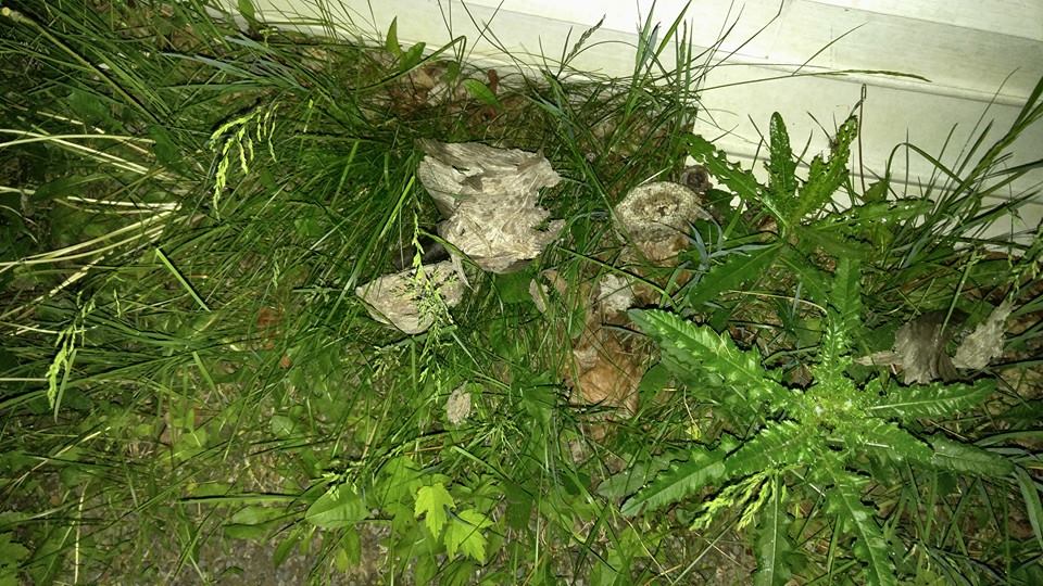 Well Done Pest Control | 857 Millworks Crescent, Mississauga, ON L5V 1C4, Canada | Phone: (647) 716-5589