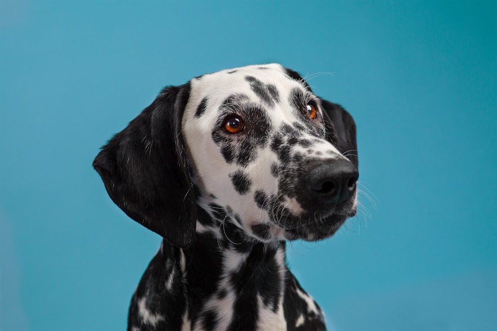 Muttshot Studio | 10 Poplar Plains Crescent, Toronto, ON M4V 1E8, Canada | Phone: (647) 453-2097