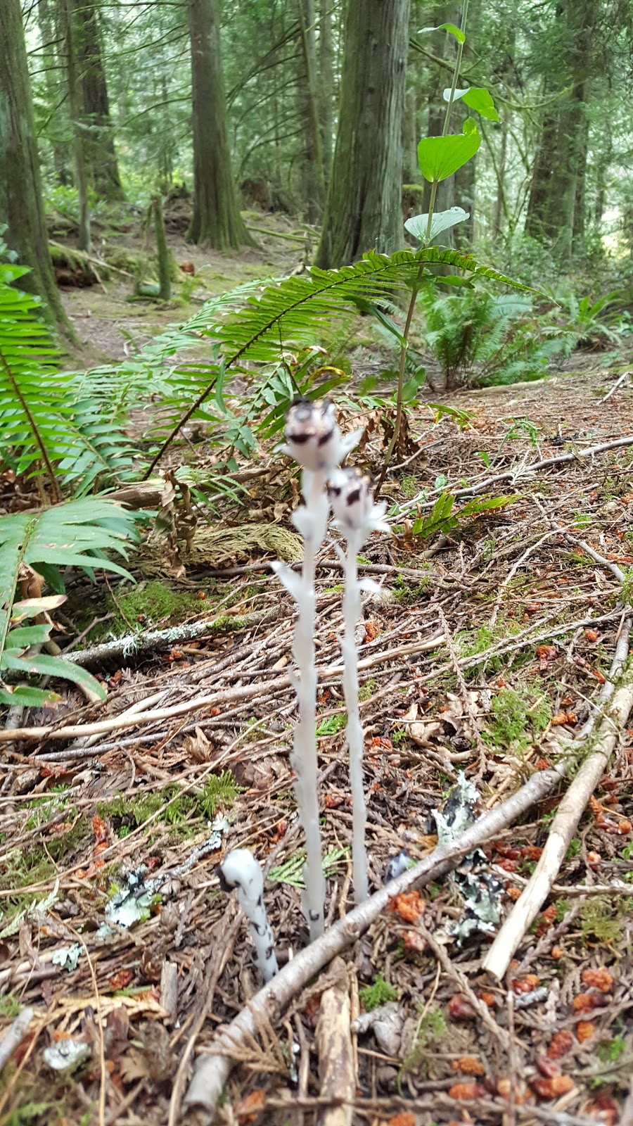 Francis/King Regional Park | Munn Rd, Saanich, BC V9E 1H7, Canada | Phone: (250) 360-3000