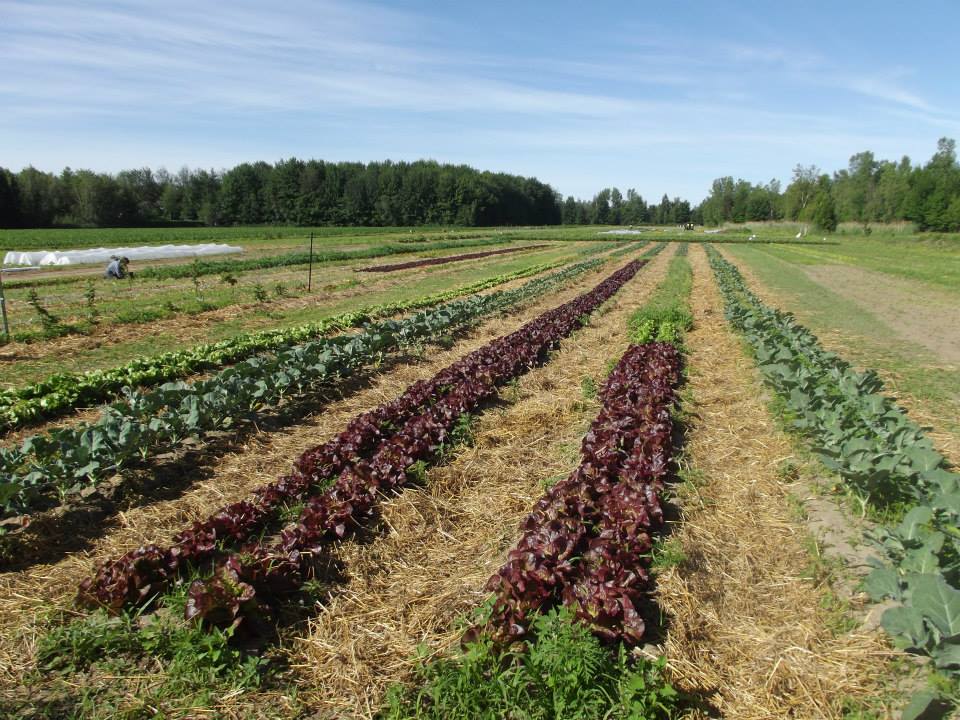 La fermette du paysan | 187 Rue Hervé, Saint-Amable, QC J3V 6P4, Canada | Phone: (450) 338-6868