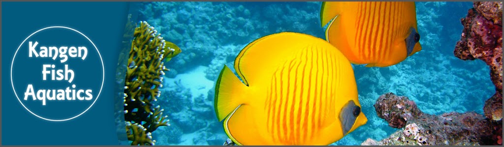 Kangen Fish Aquatics | 35 King St E Unit 15, Mississauga, ON L5A 4E1, Canada | Phone: (905) 270-9999