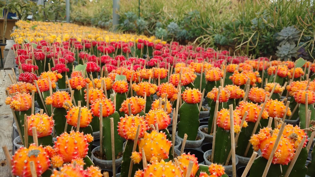 Floral Dimensions | 906 Hwy 20 W, Fenwick, ON L0S 1C0, Canada | Phone: (905) 892-4947