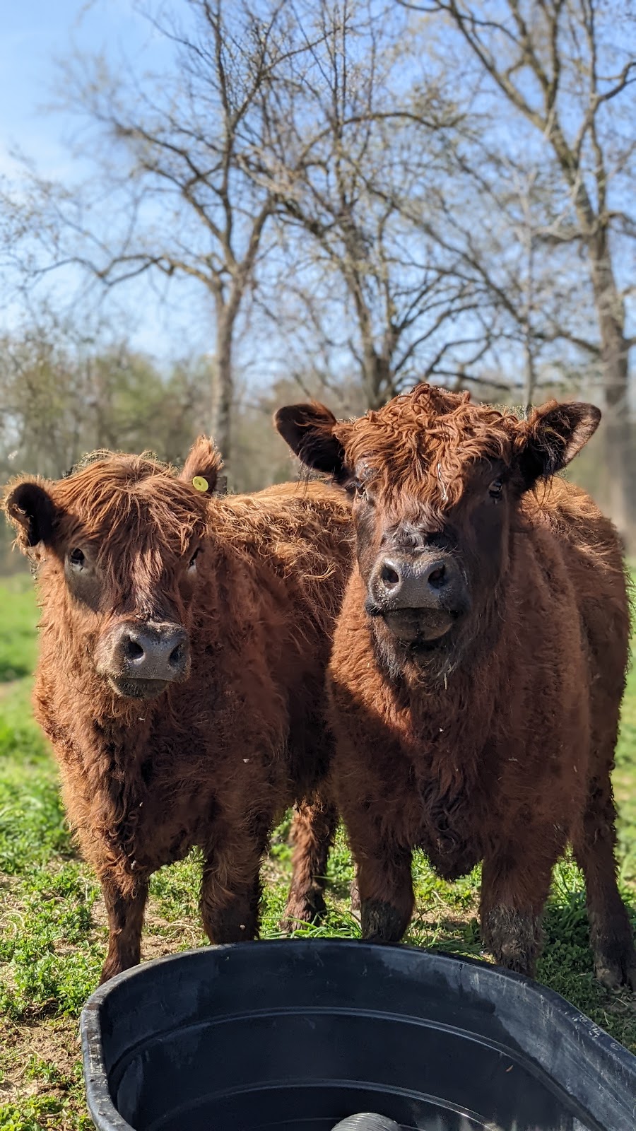 Restoration Acres | 419 Concession 4 W, Hamilton, ON L8B 1J4, Canada | Phone: (905) 630-2364