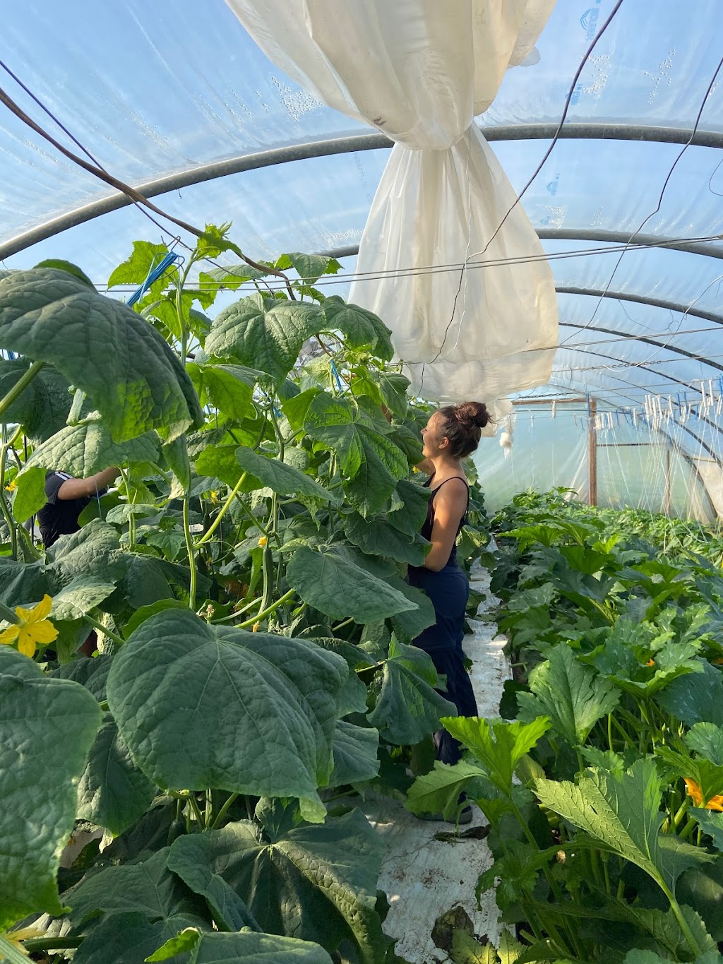 Ferme Côté Jardin | 273 Chem. Beaver Ridge, Cookshire-Eaton, QC J0B 1M0, Canada | Phone: (819) 875-1606