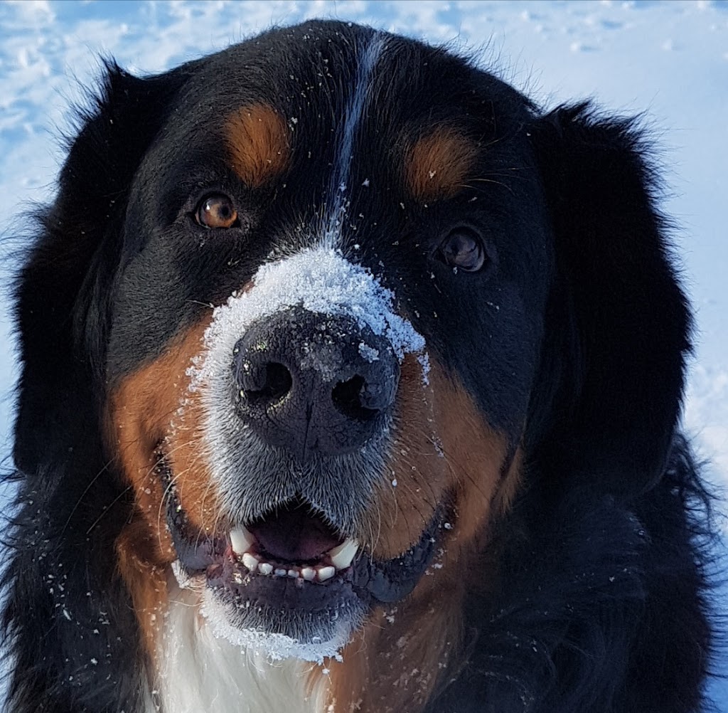 Awesome Pawsome Ranch Ltd | 27317 Township Rd 514, Spruce Grove, AB T7Y 1H8, Canada | Phone: (780) 963-3368