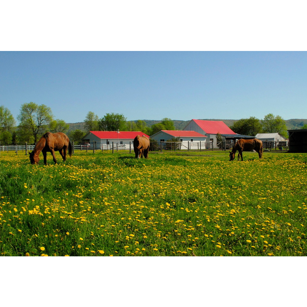 Black Bay Horse Farm | 250 Chemin de la Baie, Luskville, QC J0X 2G0, Canada | Phone: (819) 665-3614