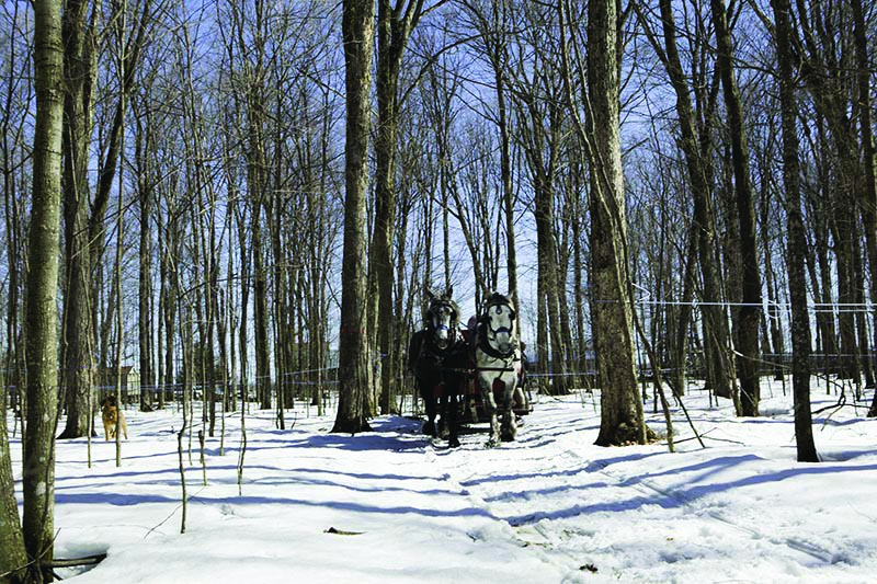 Érablière Prince | 1785 9e Rang, Saint-Wenceslas, QC G0Z 1J0, Canada | Phone: (819) 224-4222