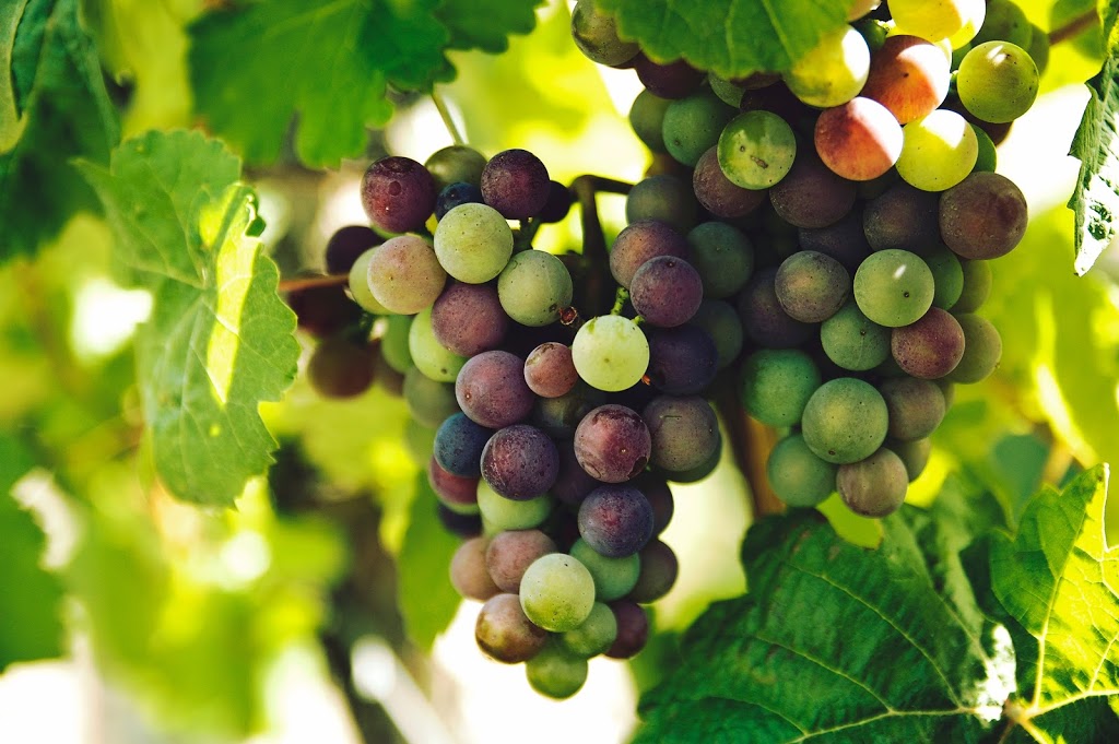Lacey Estates Winery | 804 Closson Road, RR #1, Hillier, ON K0K 2J0, Canada | Phone: (613) 399-2598