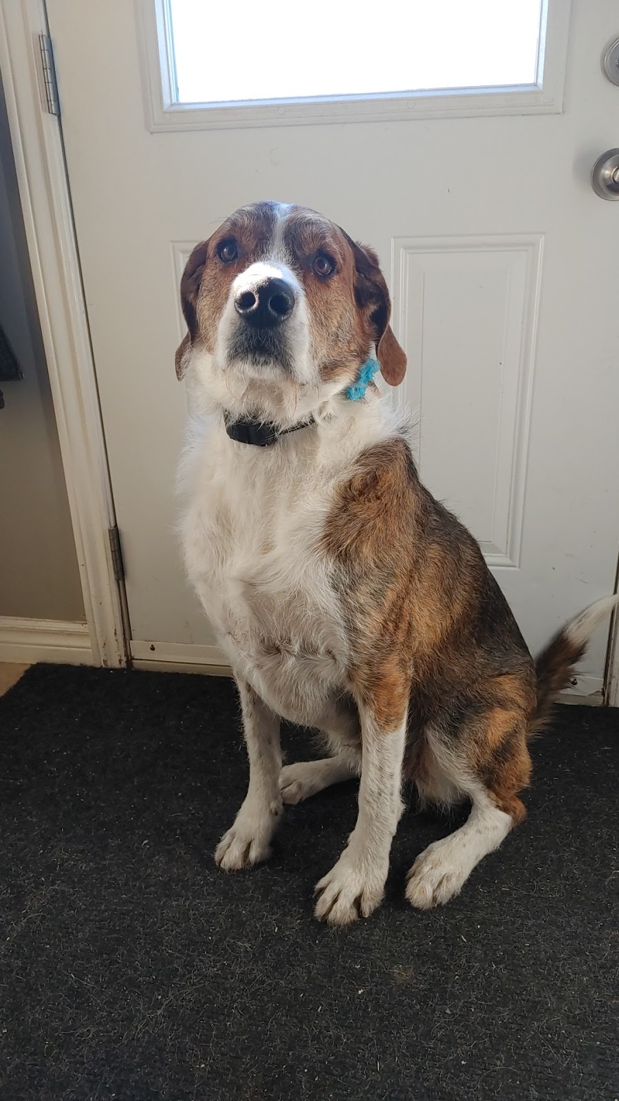Kenzies K9s On The Shore | 57 Stella Dr, Porters Lake, NS B0J 1N0, Canada | Phone: (902) 281-2440