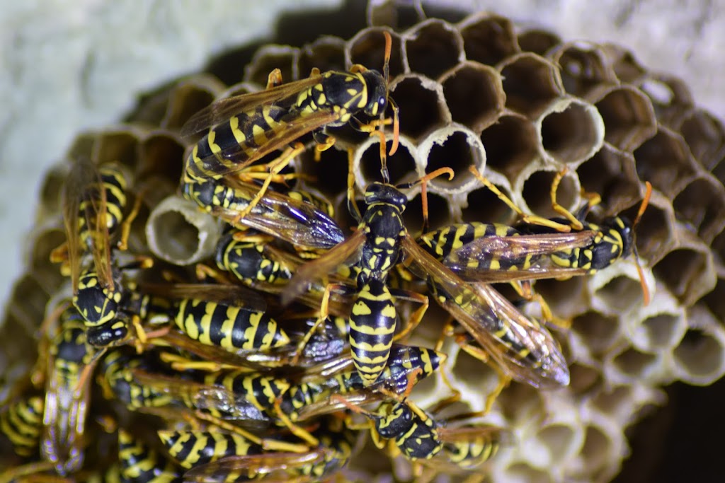 Ally Pest Control Inc. | 4663 Durant St, Port Alberni, BC V9Y 1G3, Canada | Phone: (250) 918-8203