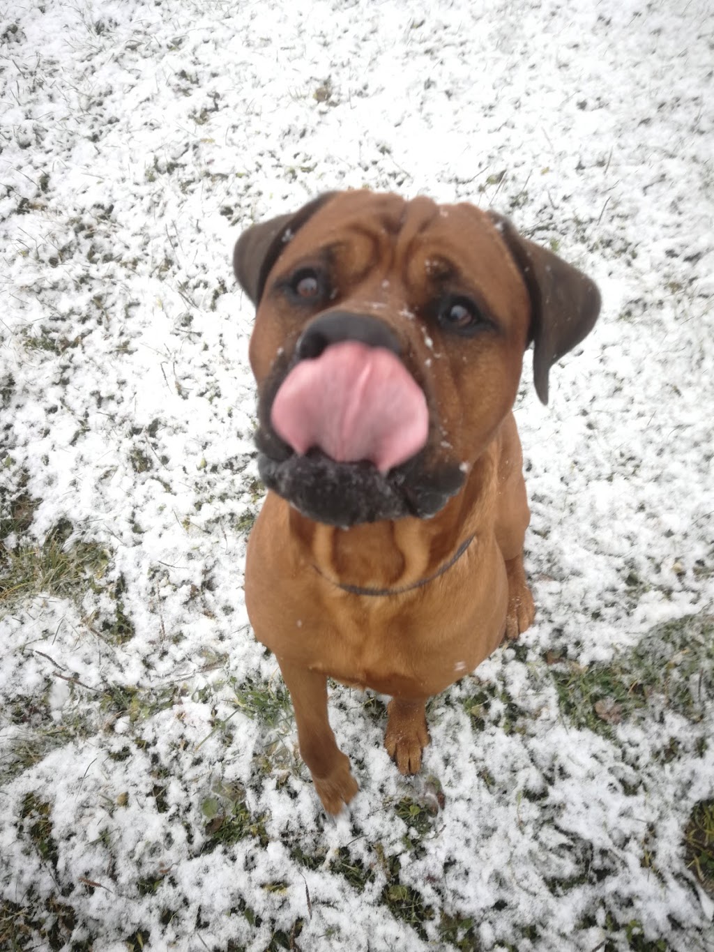 Blissfully Canine | 709 10th Line, Innisfil, ON L9S 3N2, Canada | Phone: (705) 796-6731