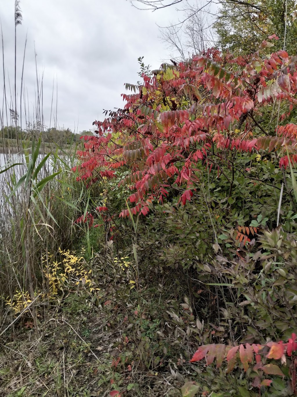 Wm.P. Thompson Pond | 2499 40th St, Port Huron, MI 48060, USA