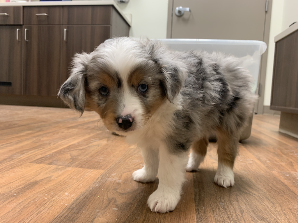 Barr-North Veterinary Services Ltd | 6302 49 St, Barrhead, AB T7N 1A3, Canada | Phone: (780) 674-2100
