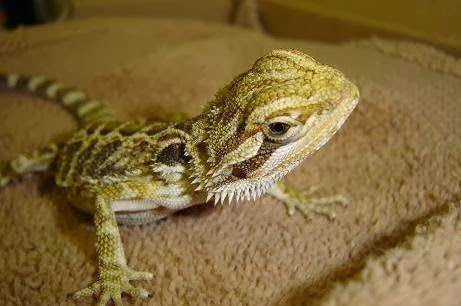 Calgary Avian & Exotic Pet Clinic | 2308 24 St SW #1, Calgary, AB T2T 5H8, Canada | Phone: (403) 240-3577