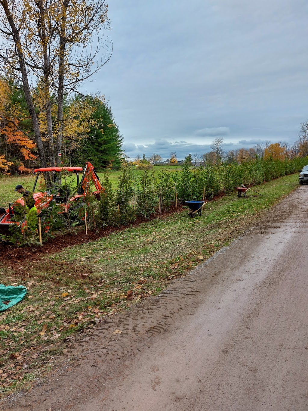 OHagan Trees | 176 Lilac Rd, Omemee, ON K0L 2W0, Canada | Phone: (705) 772-1055