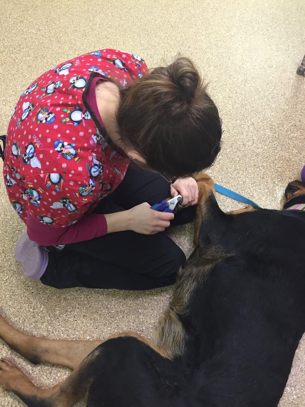 Sears Animal Hospital & Pet Rehabilitation | 87 Wharncliffe Rd S, London, ON N6J 2K2, Canada | Phone: (519) 661-0496