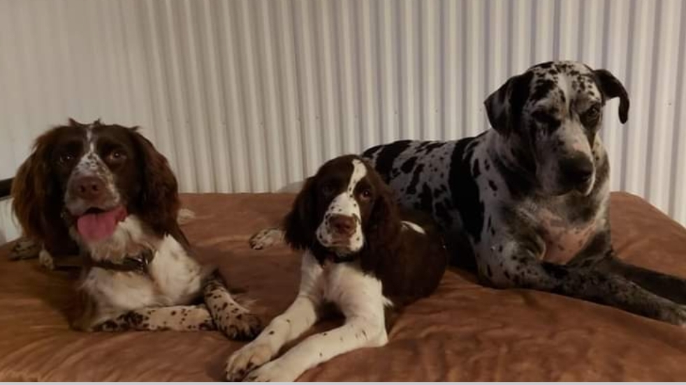 Élevage FamilySpringer | 2325 9e Rang, Manseau, QC G0X 1V0, Canada | Phone: (819) 350-2933
