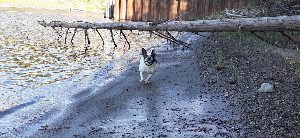 Doggy Day Care | 2801 Squilax-Anglemont Rd, Lee Creek, BC V0E 1M4, Canada | Phone: (587) 783-4325