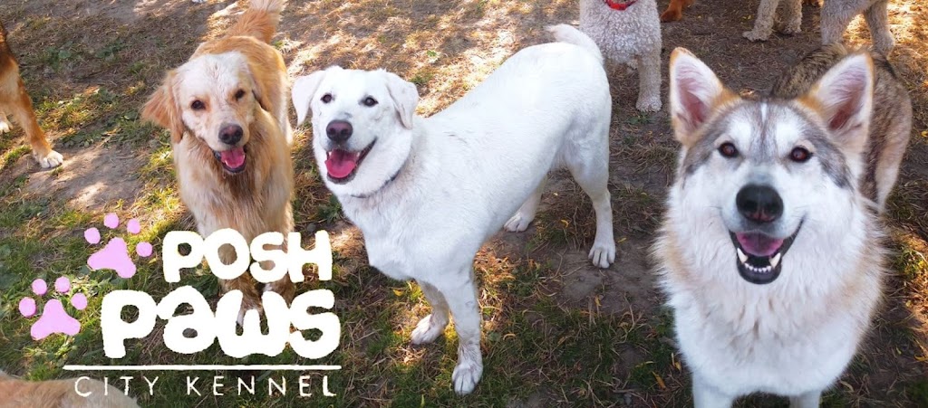 Posh Paws City Kennel | 8520 Broadway, Chilliwack, BC V2P 5V5, Canada | Phone: (604) 792-7674