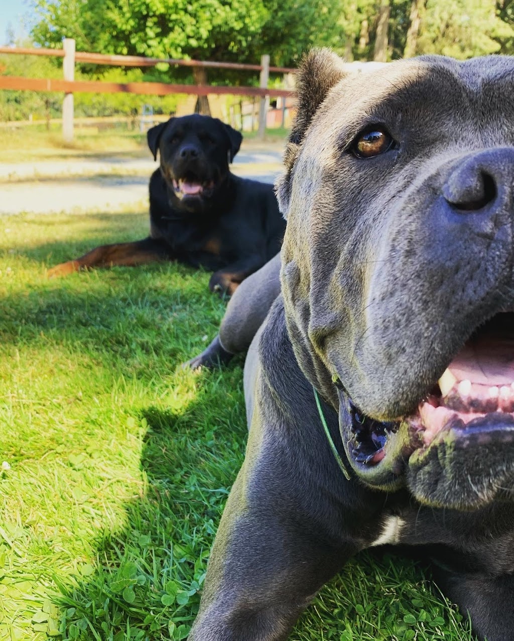 Source K9 Dog Training and Rehabilitation | 4990 Wilson Rd, Duncan, BC V9L 6L5, Canada | Phone: (250) 216-1462