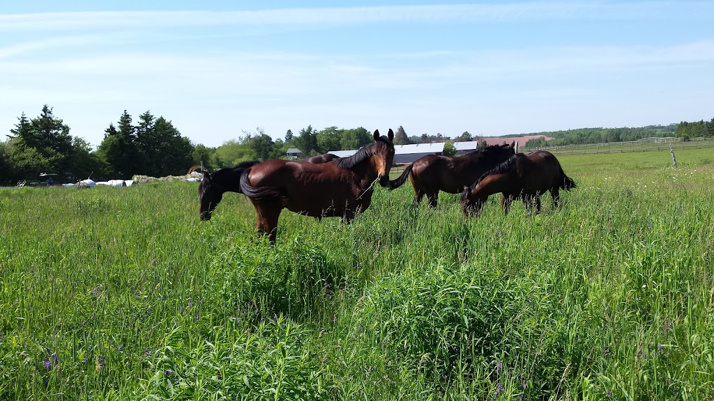 New Perth Farms | 2811 Rte 3, Cardigan, PE C0A 1G0, Canada | Phone: (902) 838-4032