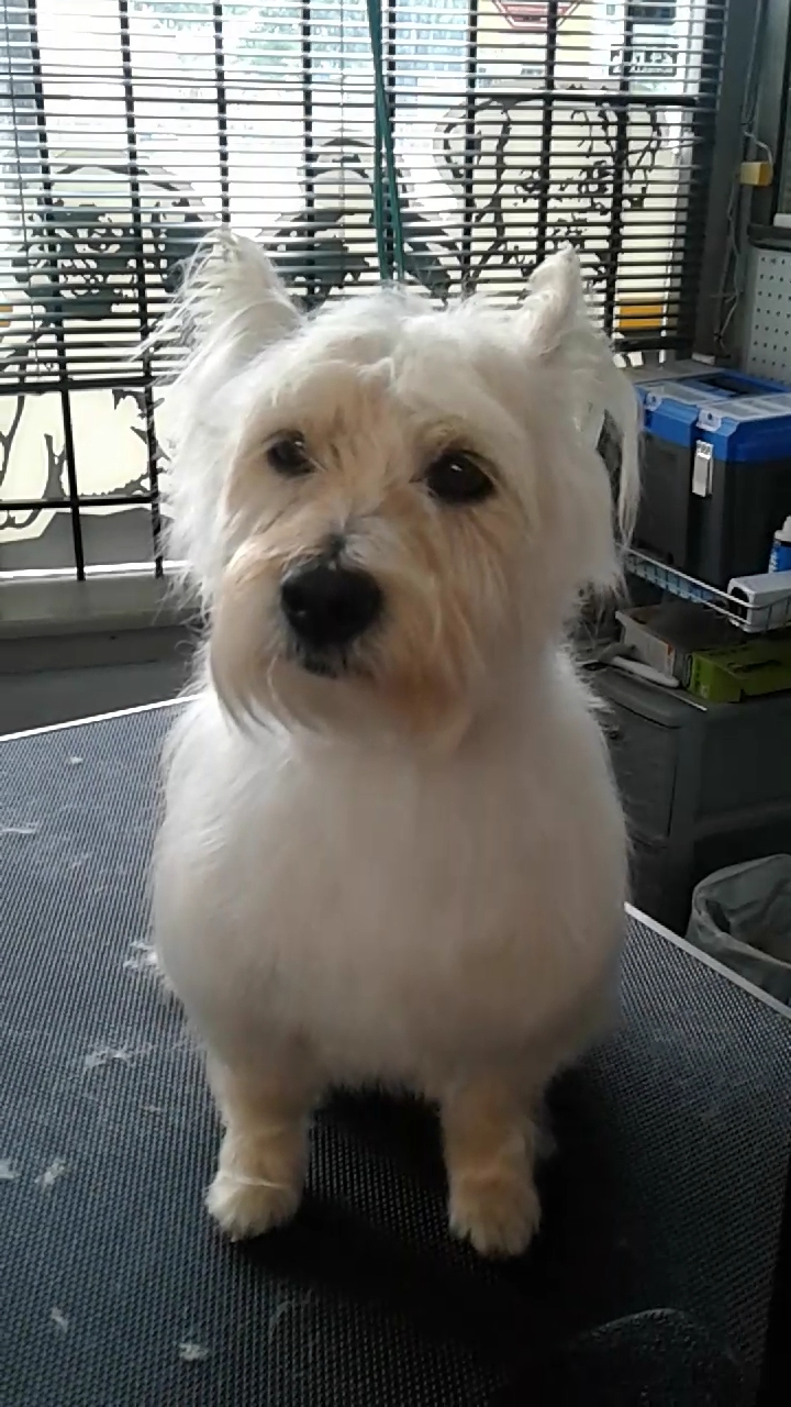 Mini Macs Mobile Grooming | 57 William St, Bluevale, ON N0G 1G0, Canada | Phone: (519) 357-5086
