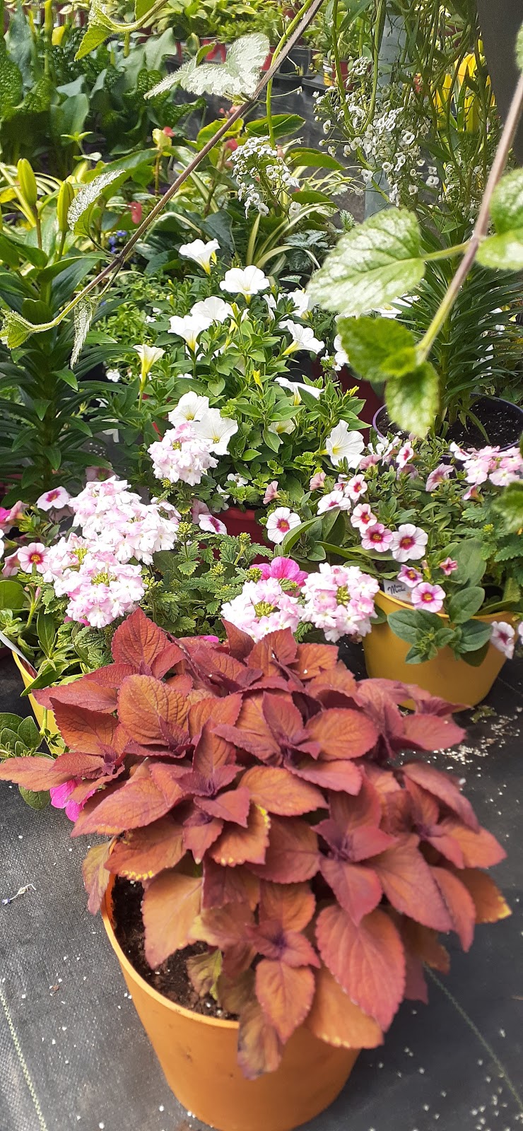 Jardin Zotic Inc. | 785 Rang Saint-Régis S, Saint-Constant, QC J5A 2E7, Canada | Phone: (450) 638-2424