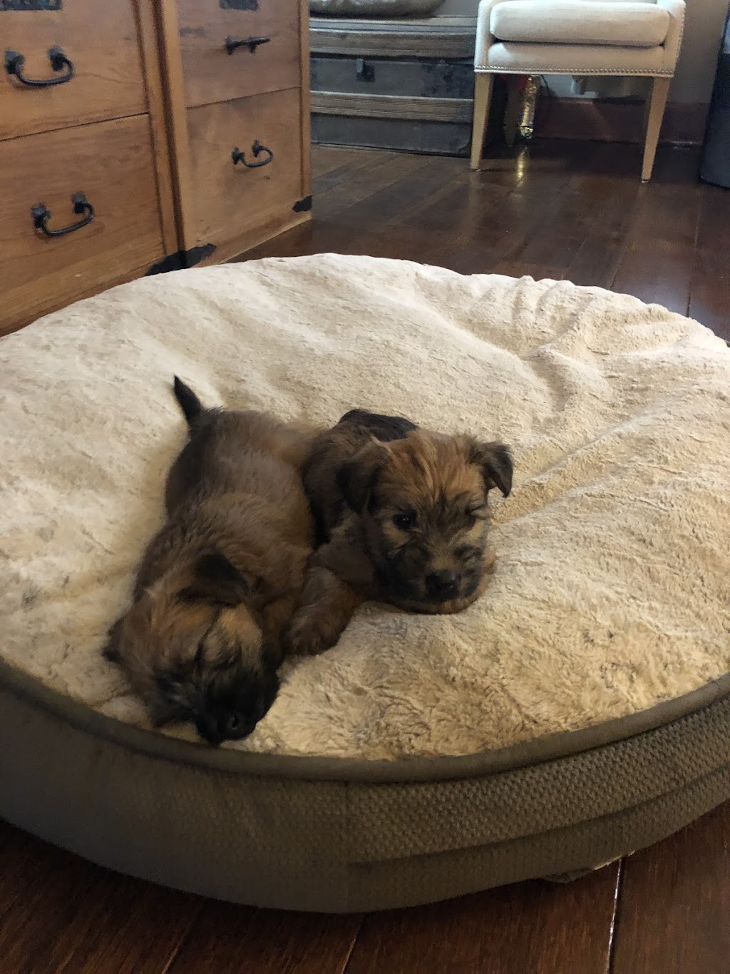 Wheatnbrook Kennels | 30127 St Clair Pkwy, Wallaceburg, ON N8A 4L1, Canada | Phone: (519) 365-4519