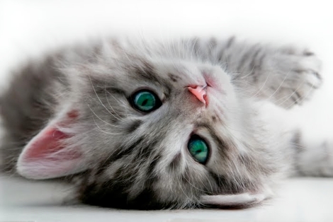 Cedar Springs Veterinary House Call Services | 6611 Frederick St, Burlington, ON L7P 0J9, Canada | Phone: (289) 635-9424