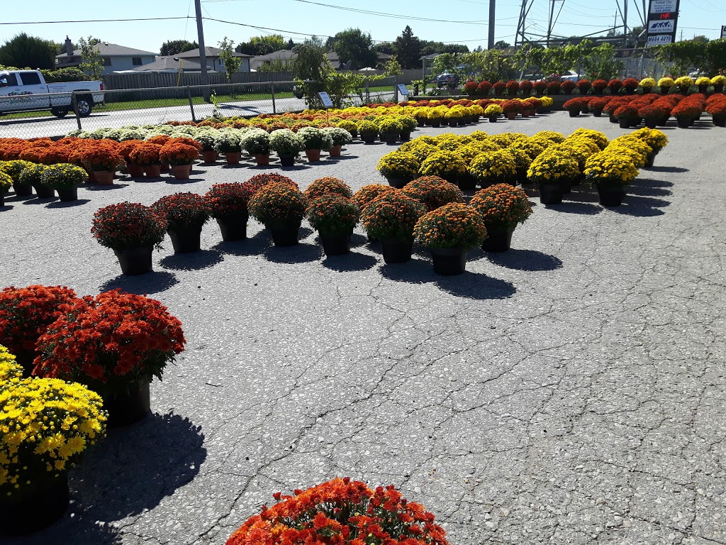 Van Luyk Greenhouses and Garden Centre | 1728 Gore Rd, London, ON N5W 5L5, Canada | Phone: (519) 455-2646