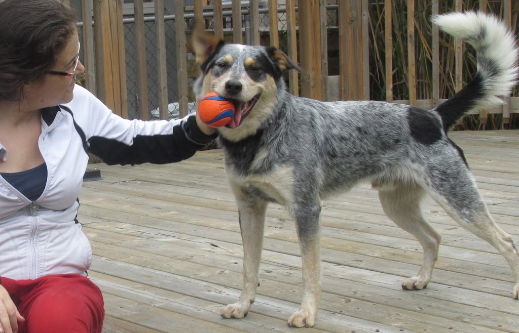 Sonni Moo Pets | 43 Tweed Crescent, London, ON N5X 1Z5, Canada | Phone: (519) 872-7760