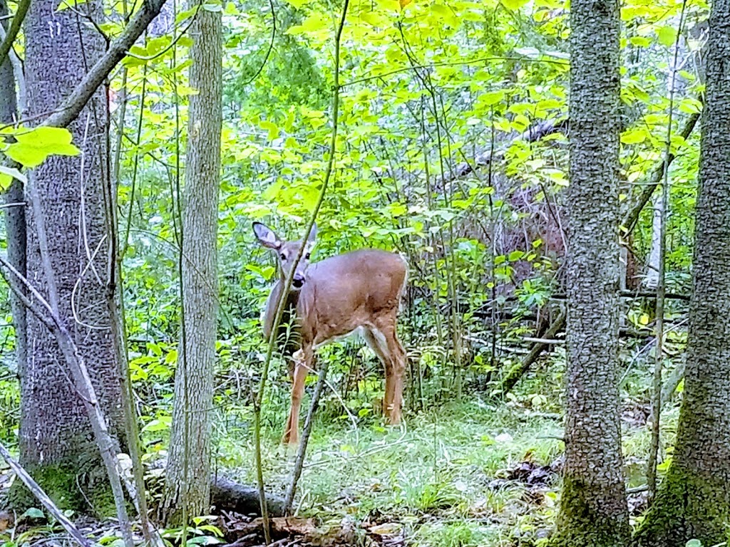 Macnamara Nature Trail | 284 McNab St #206, Arnprior, ON K7S 3T2, Canada