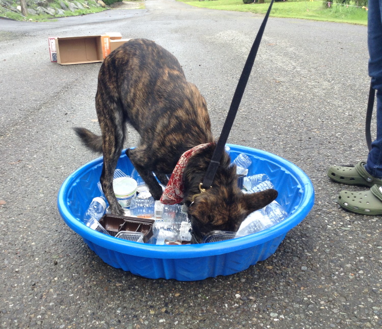 Confident K9 Academy | 4121 Columbia Valley Rd, Cultus Lake, BC V2R 5B7, Canada | Phone: (604) 378-9512