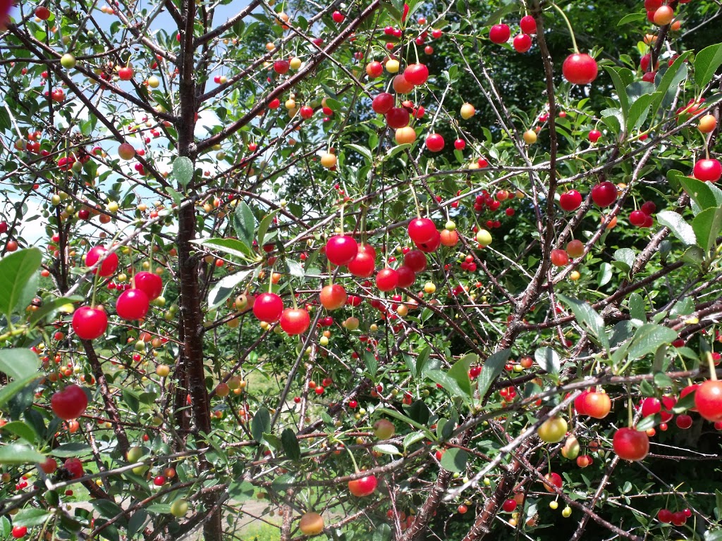Pépinière Aux Arbres Fruitiers | 5094 QC-125, Rawdon, QC J0K 1S0, Canada | Phone: (514) 418-4109