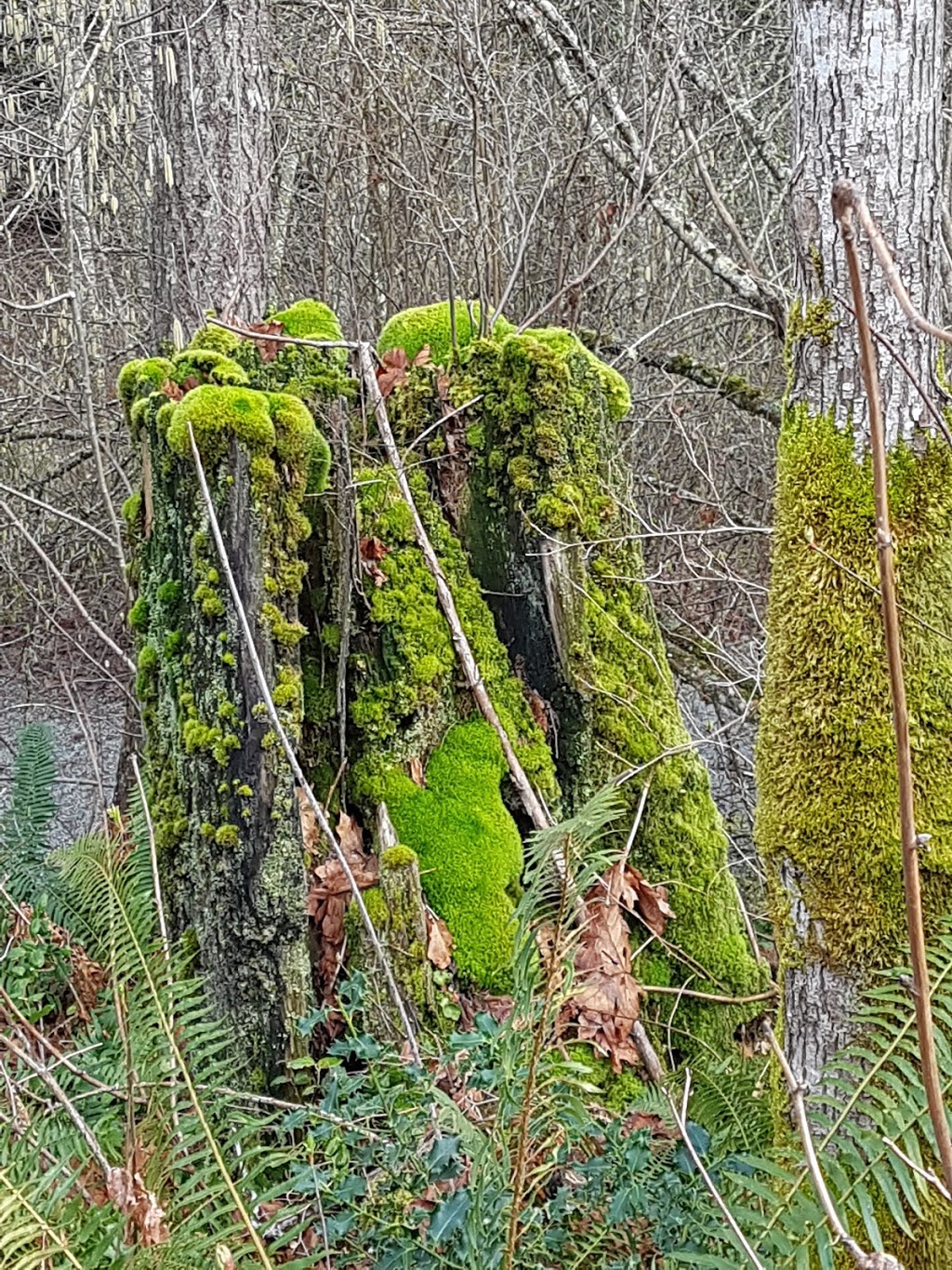 Stocking Creek Park | Stocking Creek Trail, Chemainus, BC V0R 1K0, Canada