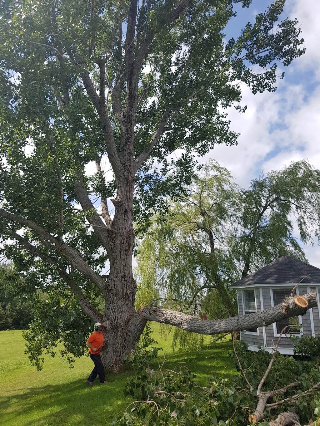 Martel Tree Service | 40 Teesdale St, Moncton, NB E1A 5K5, Canada | Phone: (506) 387-7342