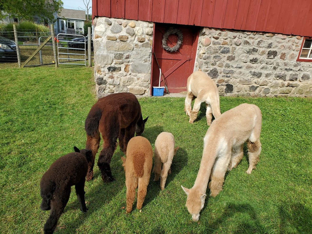 Thistle Creek Alpaca Farm | 1091 Ostrander Rd, East Aurora, NY 14052, USA | Phone: (716) 725-8238