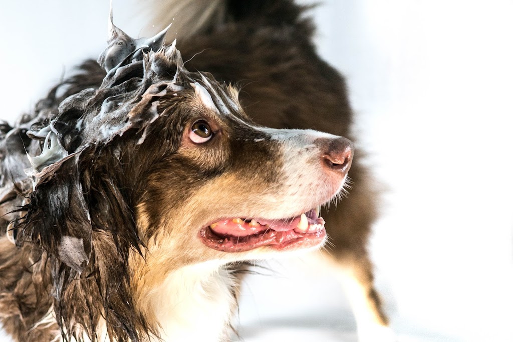 Crocx - Produits naturels de chanvre pour animaux | 455 4e rang de Simpson, Saint-Cyrille-de-Wendover, QC J1Z 1T8, Canada | Phone: (819) 850-2643