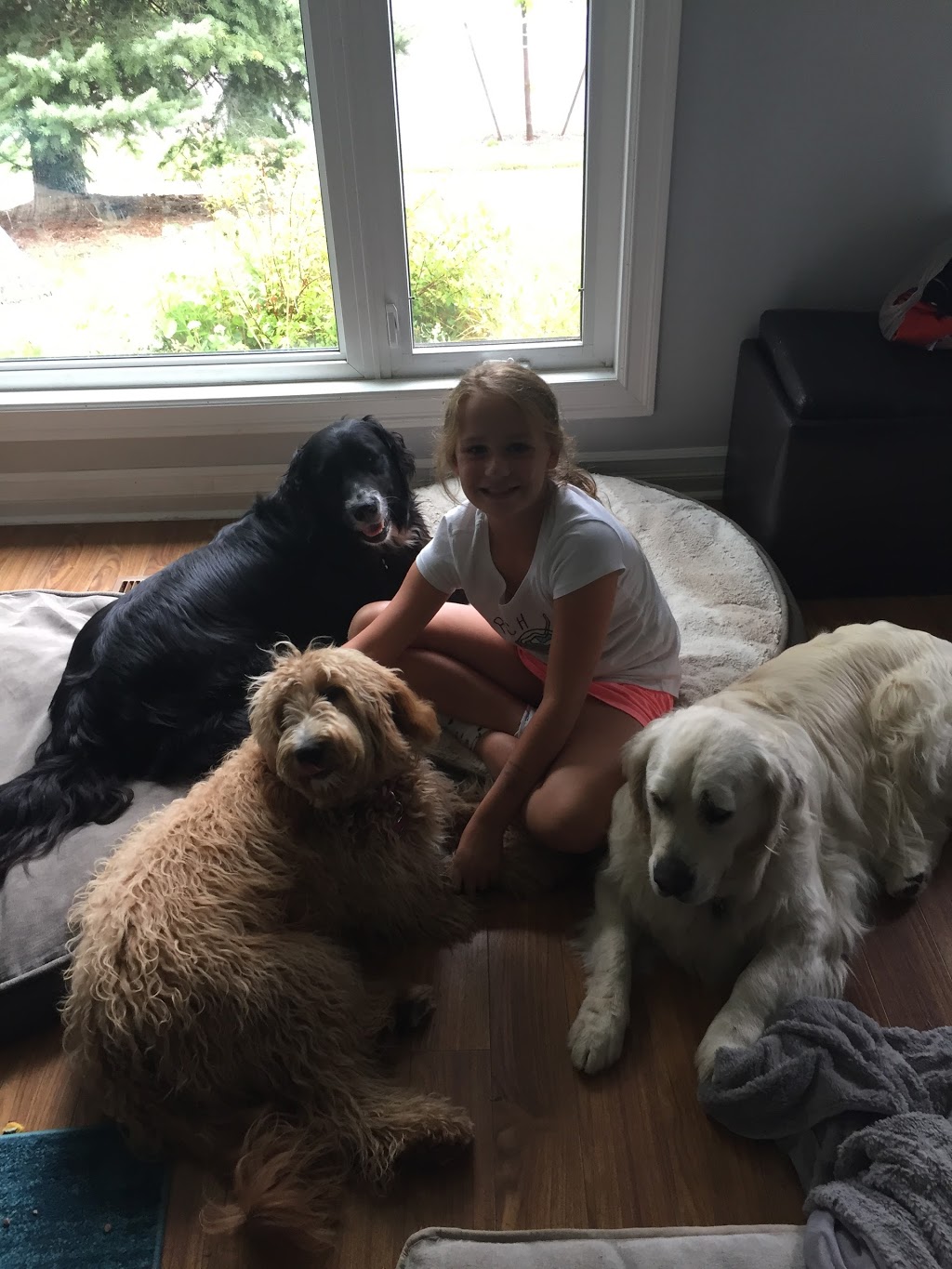 Jennys Dog Care | 84 Bonham Blvd, Mississauga, ON L5M 1C7, Canada | Phone: (416) 723-9512