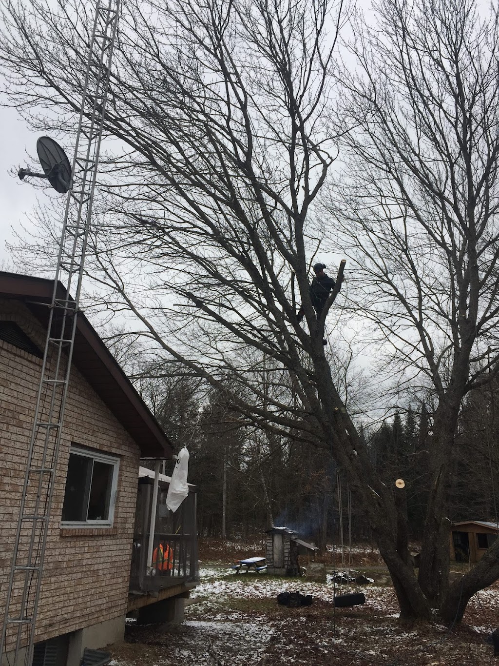 Arborist Alliance | 678 Brookside Rd, Sundridge, ON P0A 1Z0, Canada | Phone: (416) 220-7398