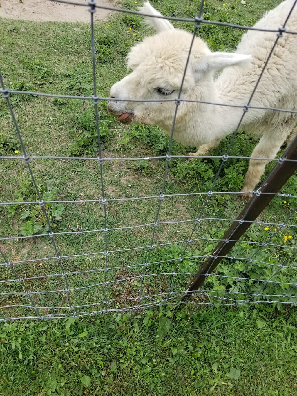 Willow Lane Alpacas | 44 Québec Rte 148, Bristol, QC J0X 1G0, Canada | Phone: (819) 647-5402