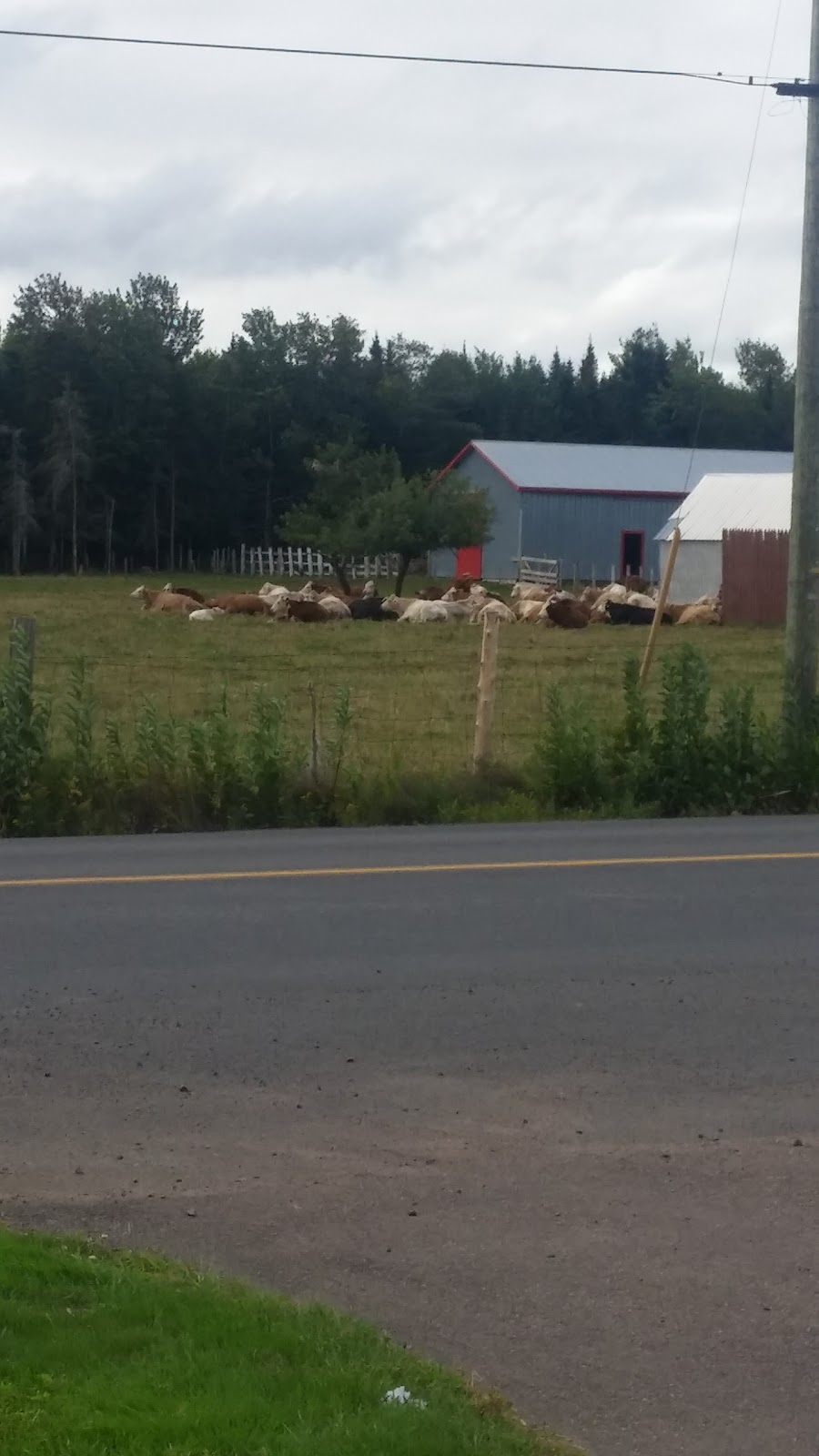 Race Trac Gas | 7829 NB-116, Bass River, NB E4T 1L3, Canada | Phone: (506) 785-2974
