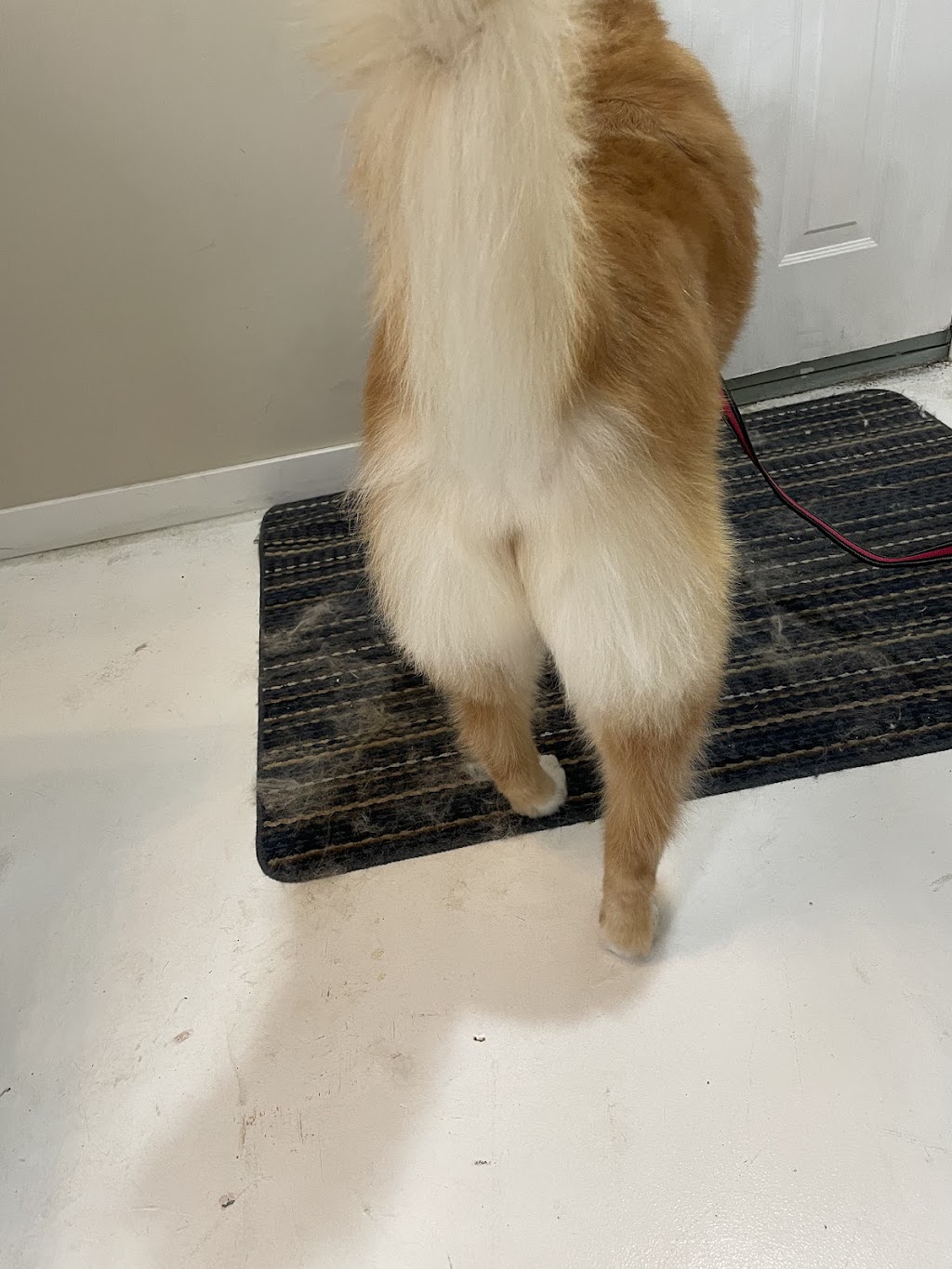 Top knotch companion dog grooming | 404 2 Ave, Keoma, AB T4A 1G6, Canada | Phone: (403) 700-8486